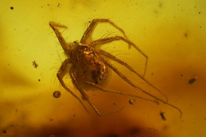 Detailed Fossil Predatory Mite (Parasitidae) In Baltic Amber #166215